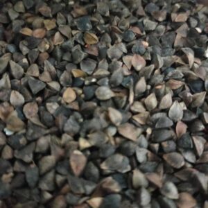 ব্যাকউইট / Buckwheat