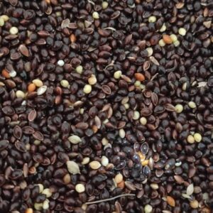 কালো মিলেট / Black Millet