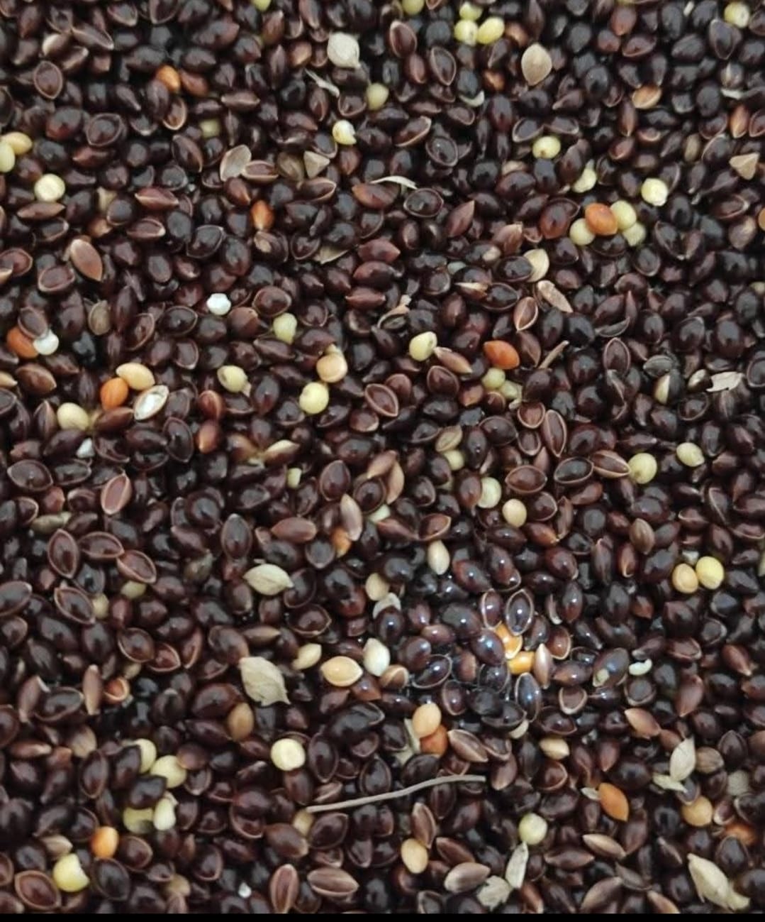 কালো মিলেট / Black Millet