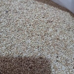 ক্যানারি / Canary Seed