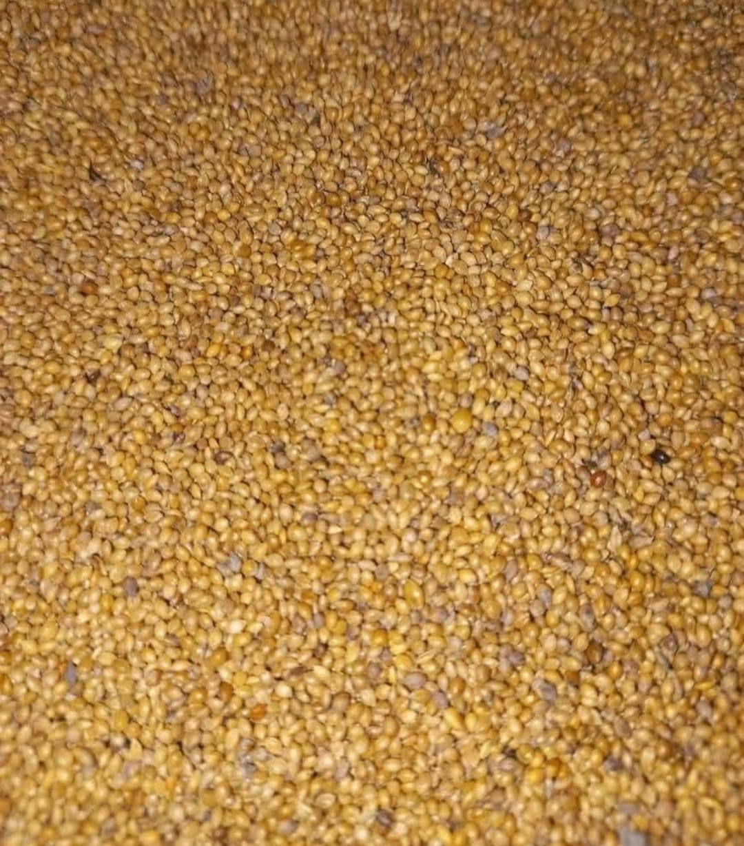 কাউন / Chawon Seeds