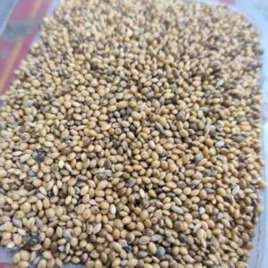 চিনা / Cheena