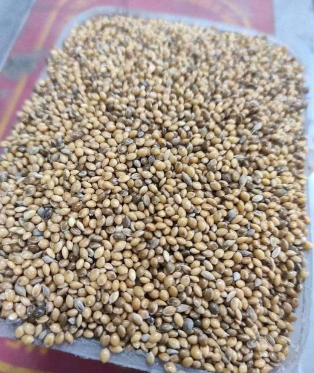 চিনা / Cheena