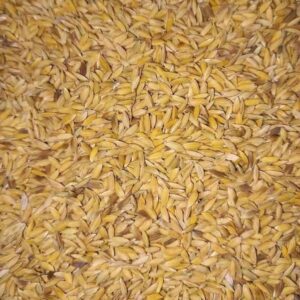 চিনিগুড়া ধান / Chinigura Dhan