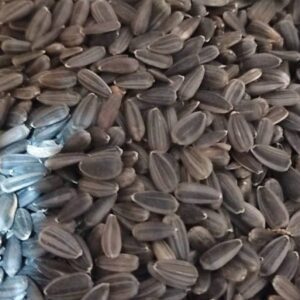 দেশি সূর্যমুখি / Deshi Sunflower Seeds