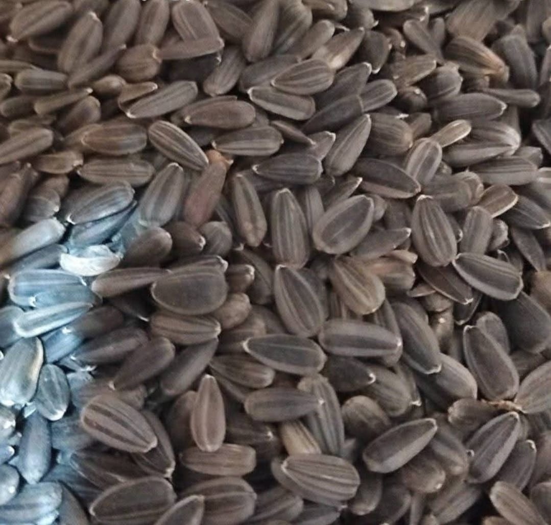 দেশি সূর্যমুখি / Deshi Sunflower Seeds
