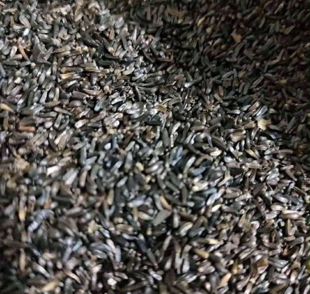 গুজি তিল / Sesame Seeds