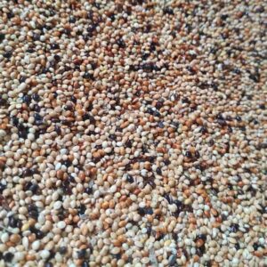 মিলেট মিক্স(৪ কালার) / Millet Mix 4-Colors