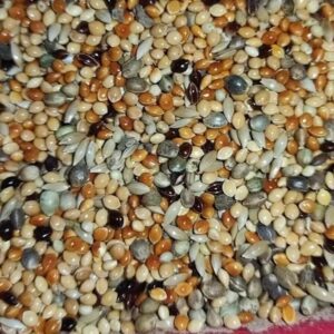 মিলেট,ক্যানারি,হ্যাম্পসীড মিক্স / Millet, Canary & Hemp Seed Mix