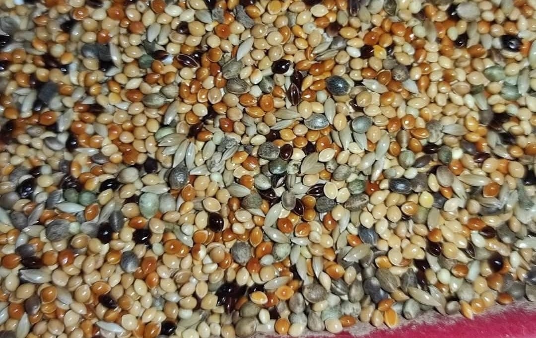 মিলেট,ক্যানারি,হ্যাম্পসীড মিক্স / Millet, Canary & Hemp Seed Mix