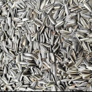 স্টাইপ সূর্যমুখি / Strip Sunflower Seeds (Bulgarian)
