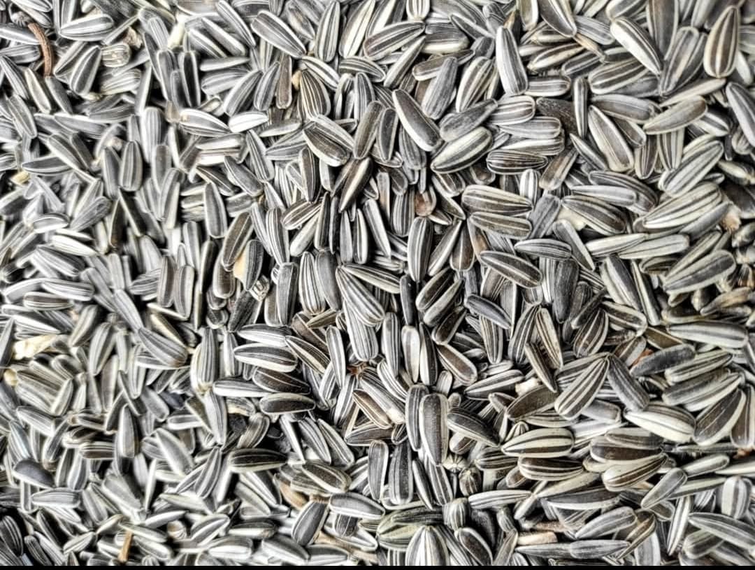 স্টাইপ সূর্যমুখি / Strip Sunflower Seeds (Bulgarian)