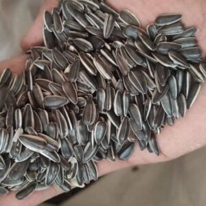 কালো স্টাইপ সূর্যমুখি / Black Strip Sunflower Seeds