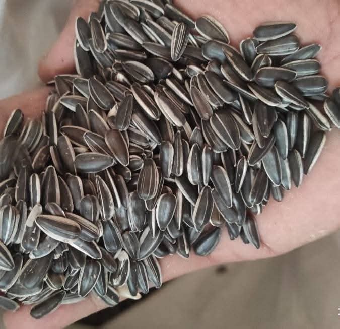 কালো স্টাইপ সূর্যমুখি / Black Strip Sunflower Seeds
