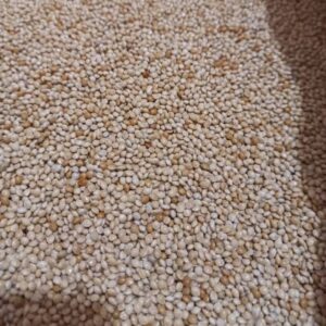 সাদা মিলেট / White Millet