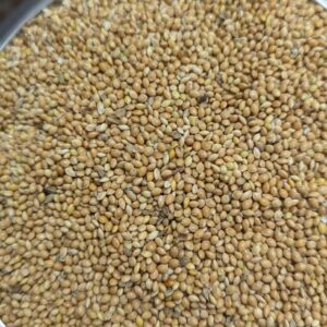 হলুদ মিলেট / Yellow Millet